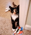 Anise - Photo 1