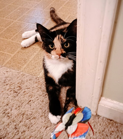 ANISE - Domestic Short Hair / American Shorthair available for adoption