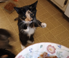 Anise - Photo 2