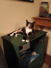Anise - Photo 1