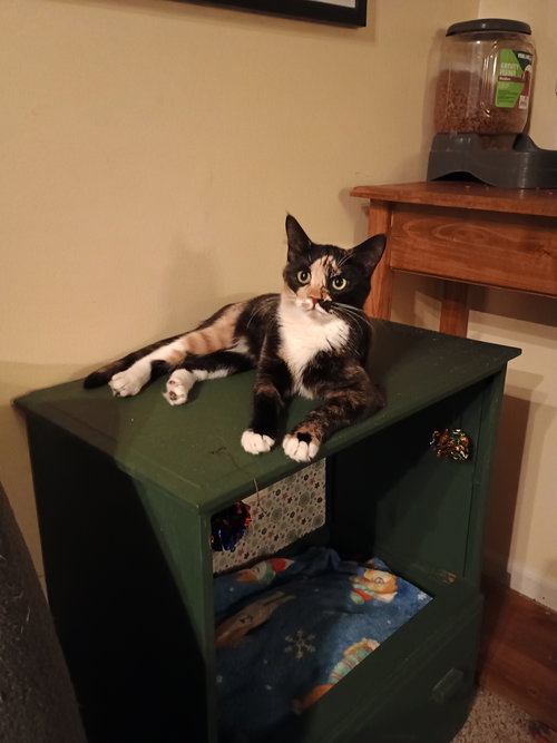 picture of the cat needing adoption