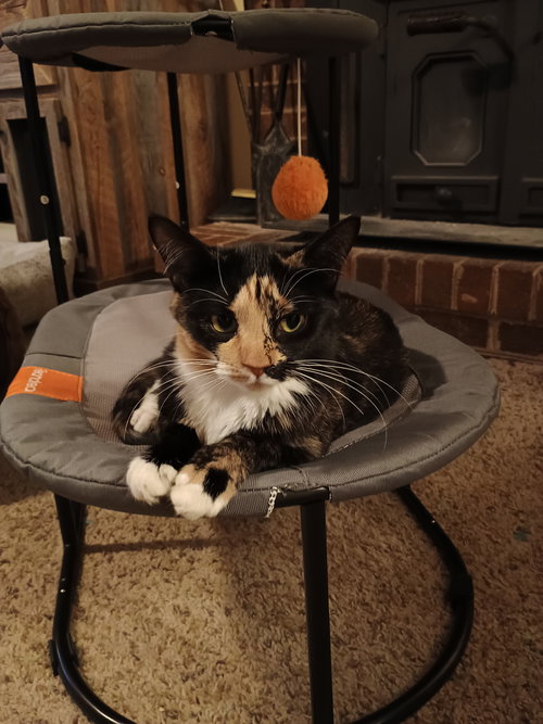 ANISE - Domestic Short Hair / American Shorthair available for adoption