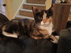 Nutmeg - Photo 6