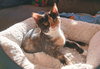 Nutmeg - Photo 5