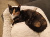 Nutmeg - Photo 4
