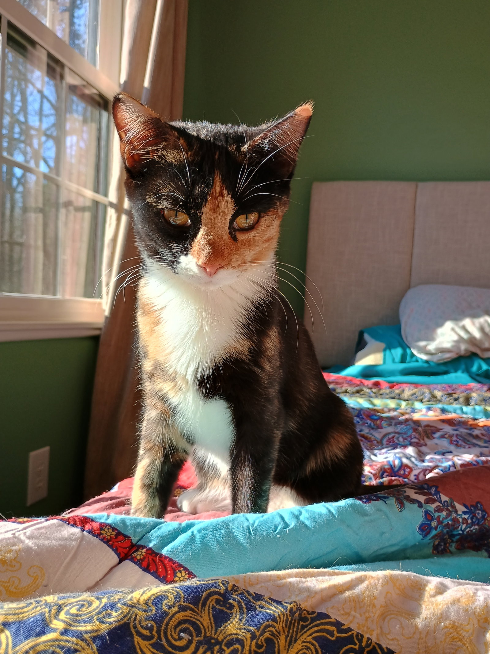 Nutmeg Image