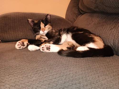 NUTMEG - Domestic Short Hair / American Shorthair available for adoption