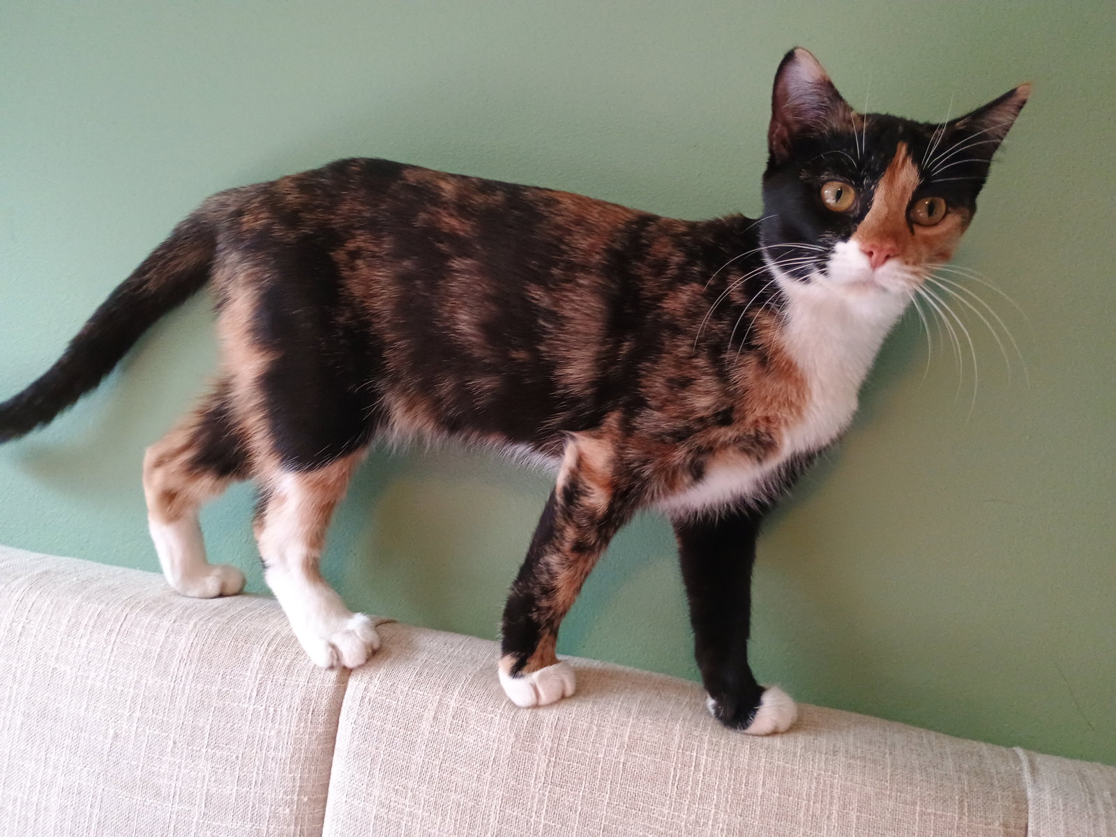 Nutmeg