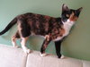 Nutmeg - Photo 1