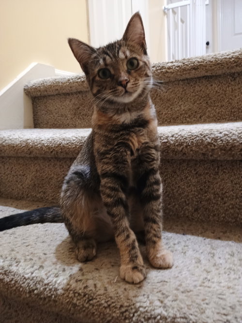 picture of the cat needing adoption