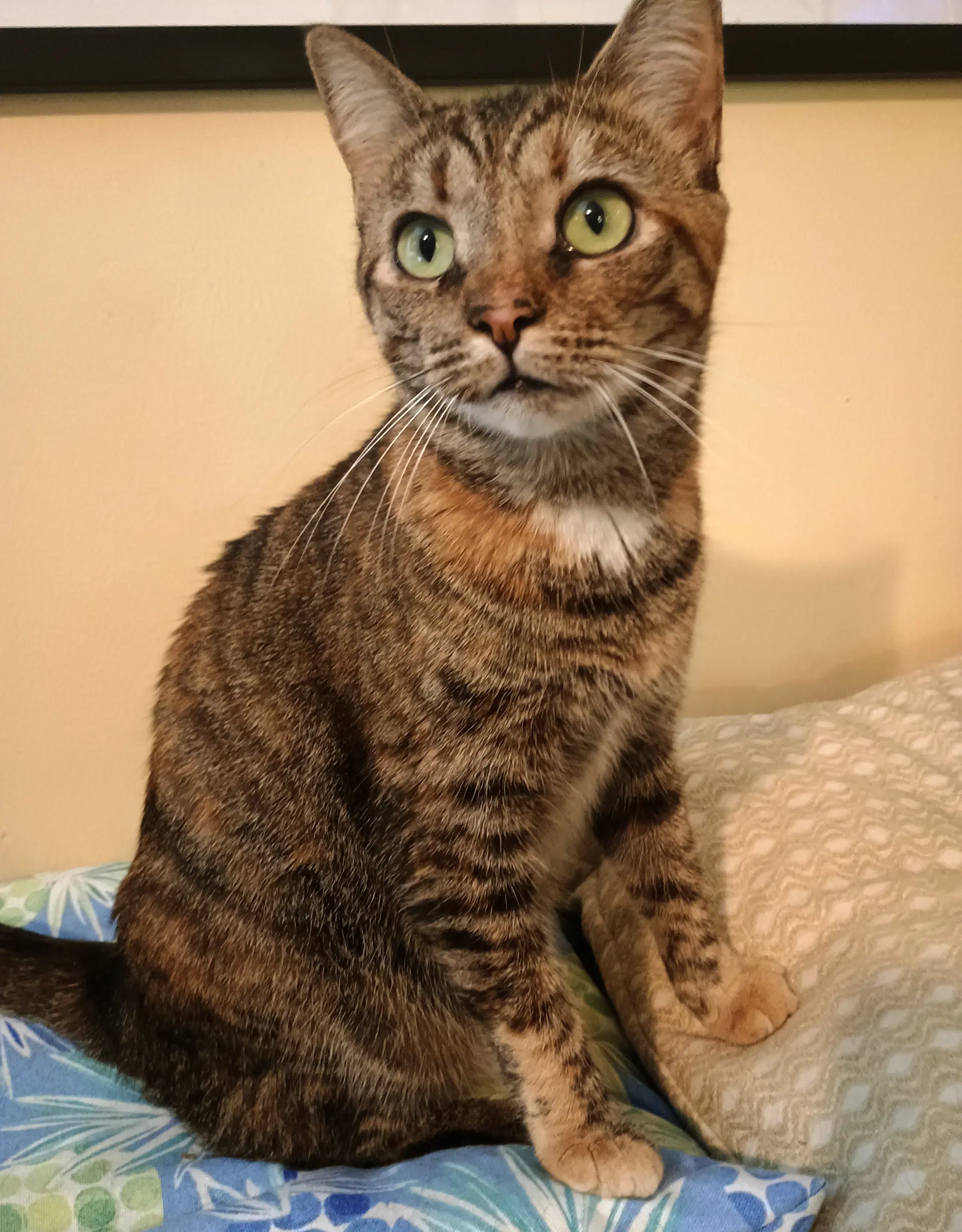 Clove - Domestic Short Hair