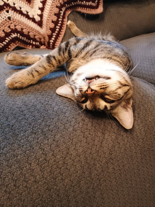 CHIVE - Domestic Short Hair / American Shorthair available for adoption