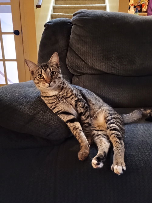 CHIVE - Domestic Short Hair / American Shorthair available for adoption