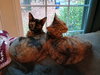 Pepper - Photo 4