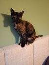 Pepper - Photo 2