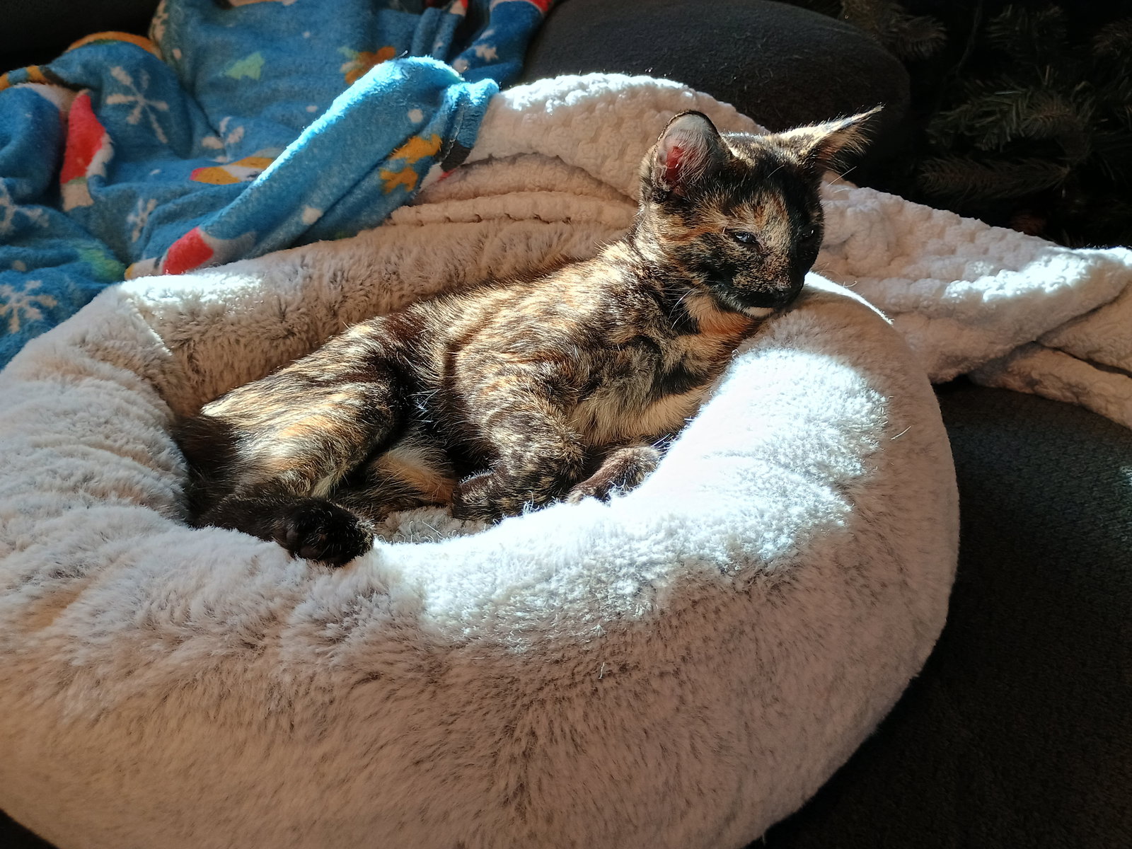 Pepper Image