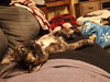 Pepper - Photo 3