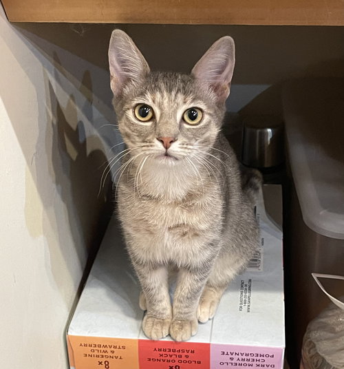 picture of the cat needing adoption