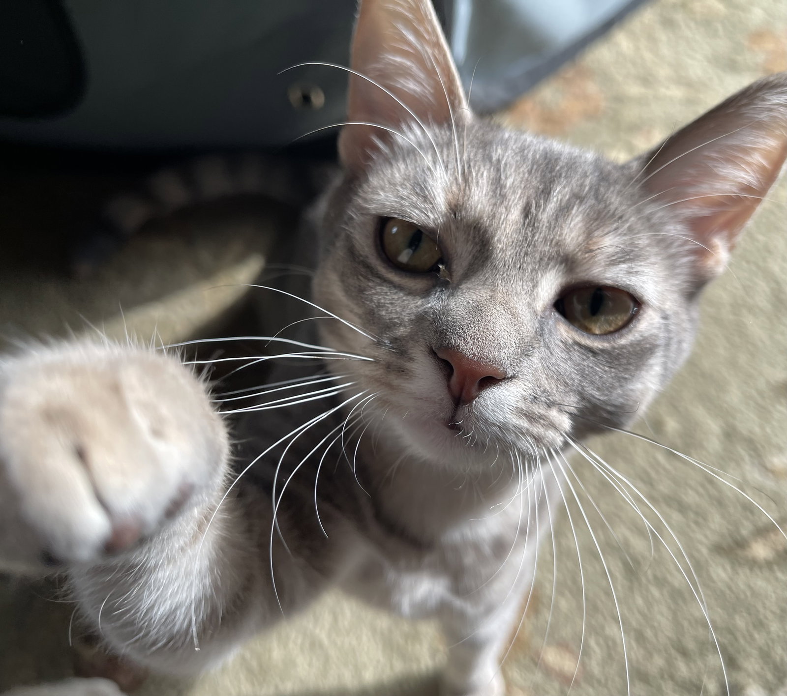 Camille Image