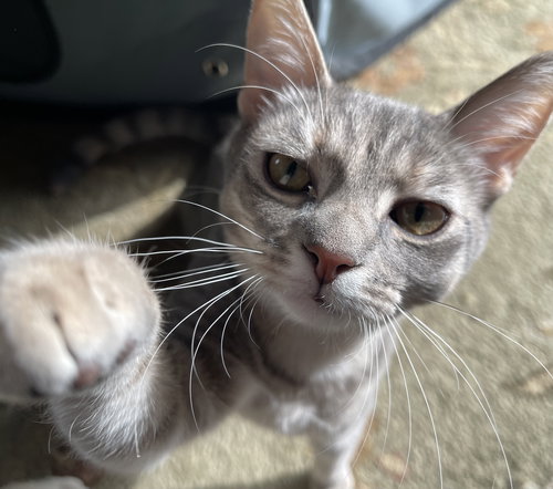 CAMILLE - Domestic Short Hair available for adoption