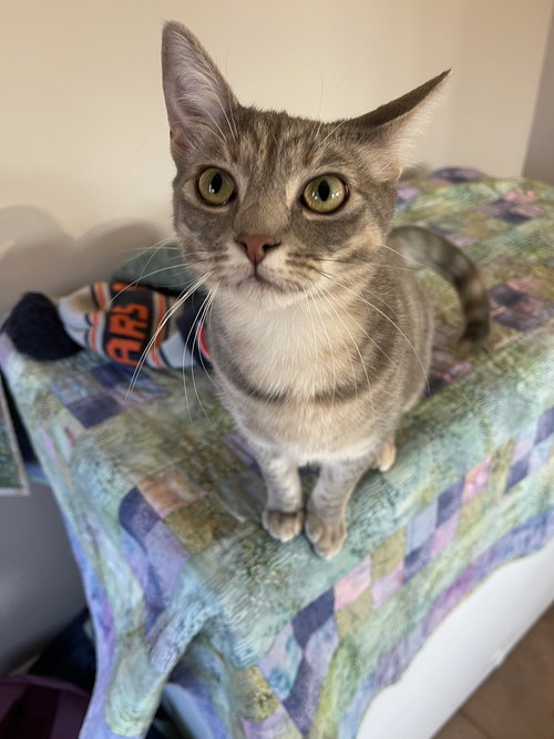 CAMILLE - Domestic Short Hair available for adoption
