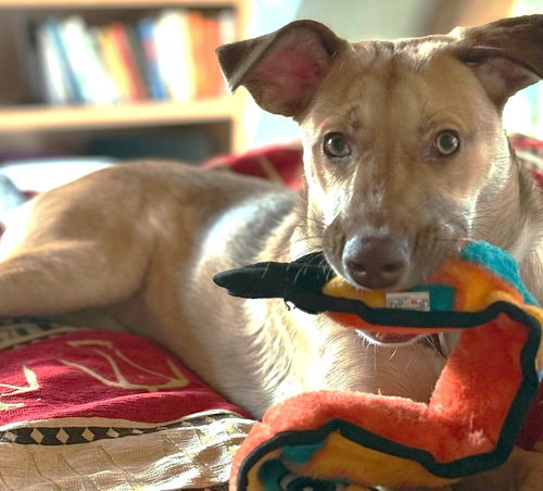 picture of the dog needing adoption