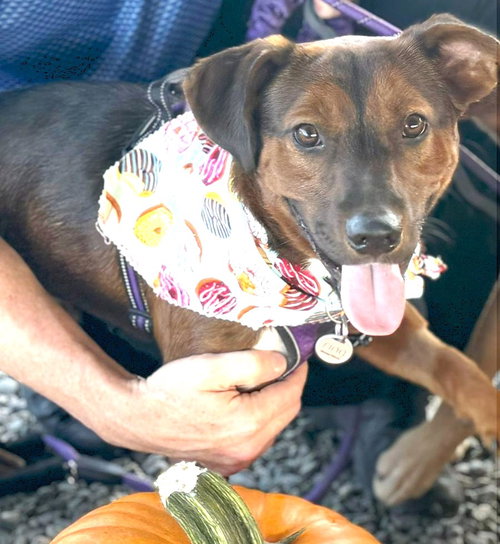 picture of the dog needing adoption