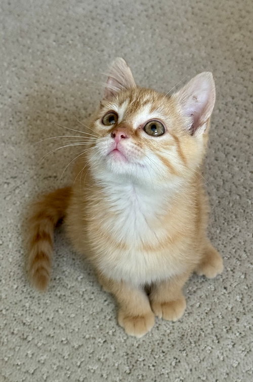 picture of the cat needing adoption
