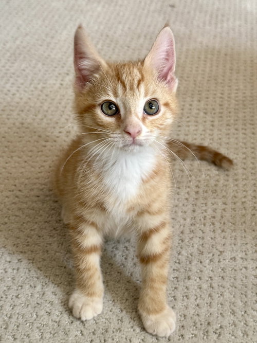 picture of the cat needing adoption