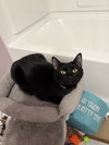 Soot - Photo 3