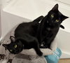 Soot - Photo 2