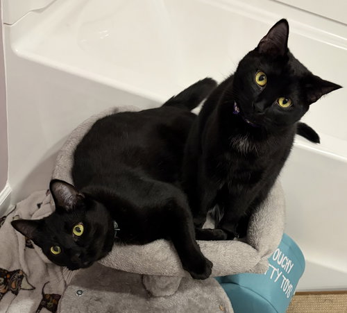 SOOT - Domestic Short Hair available for adoption