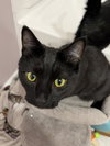 Smudge - Photo 3