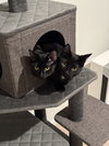 Smudge - Photo 2
