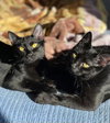 Smudge - Photo 1