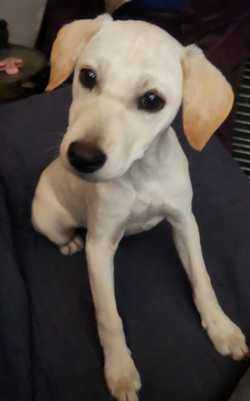 picture of the dog needing adoption