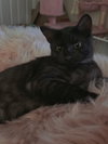 Merlin - Photo 1