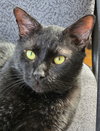 Jett - Photo 3