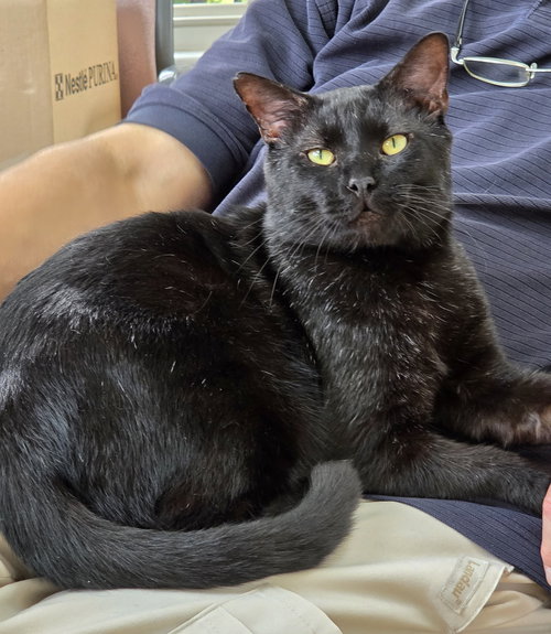 JETT - Domestic Short Hair available for adoption