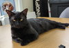 Jett - Photo 4