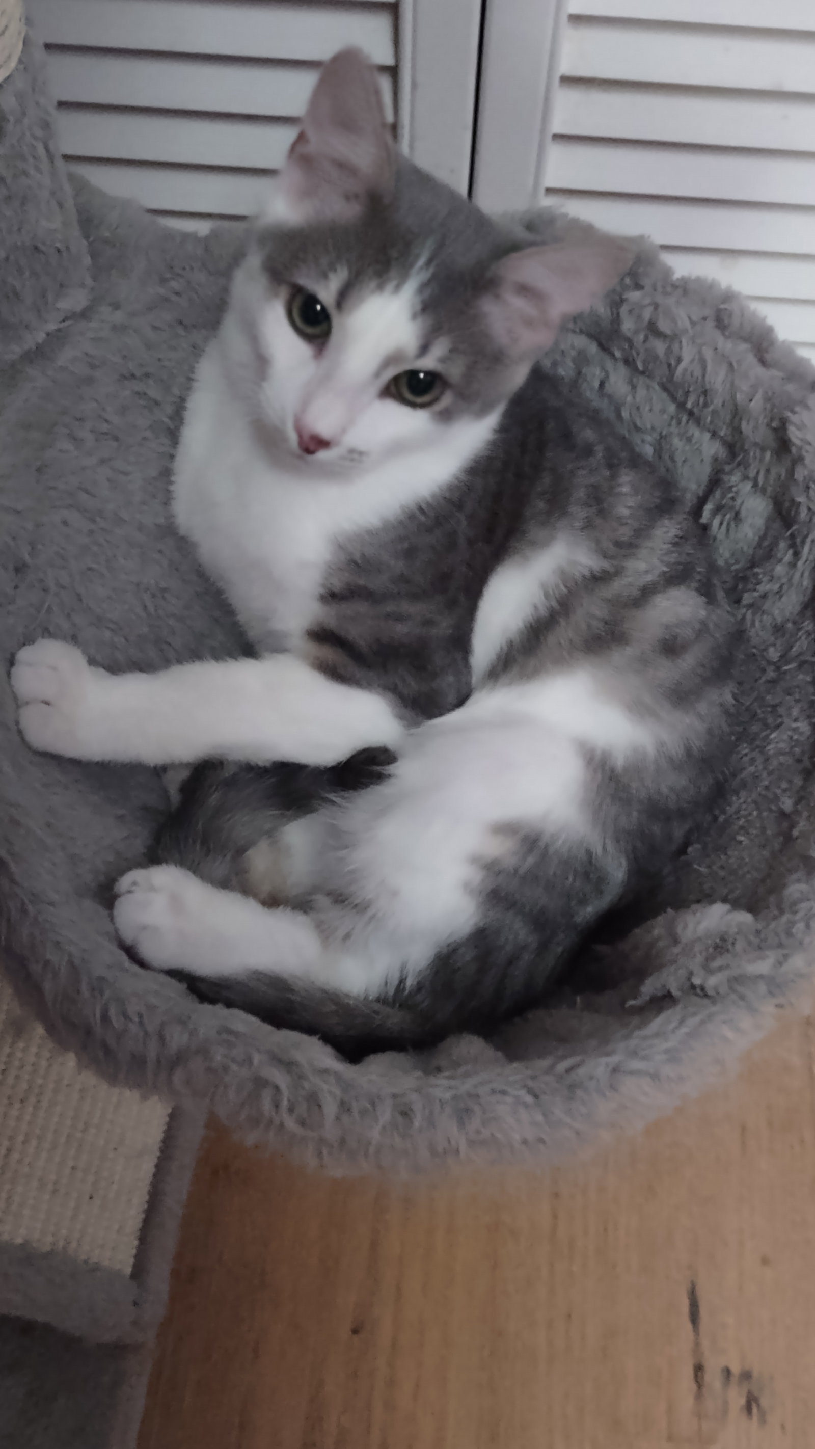 Tofu Image