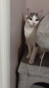 Tofu - Photo 2