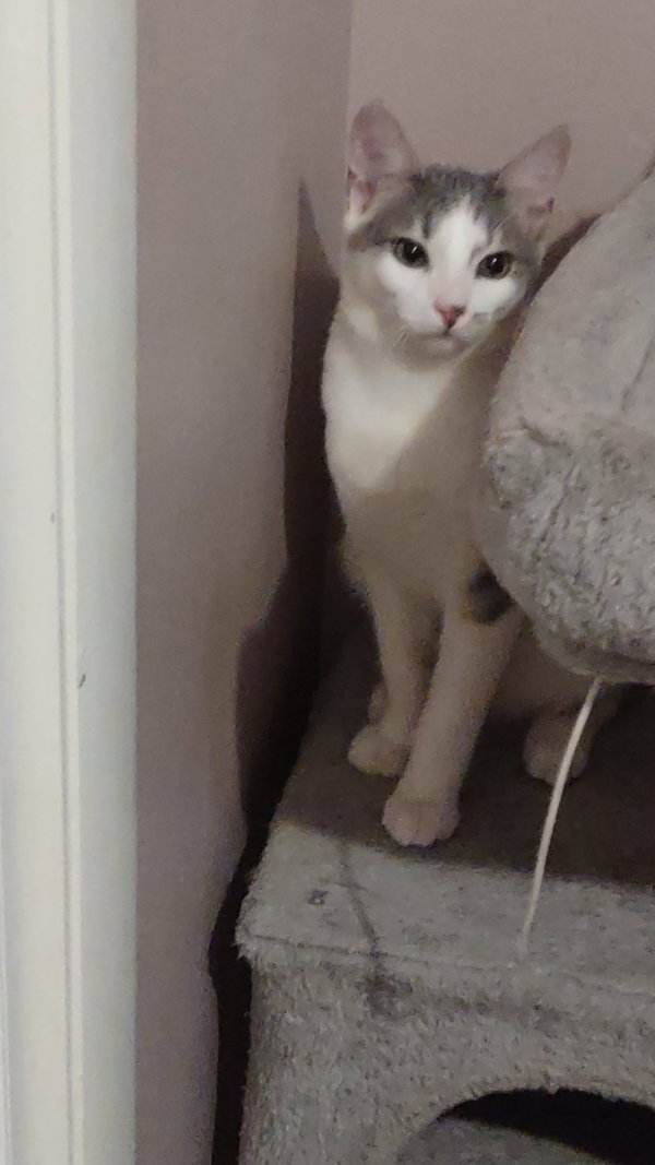 Tofu