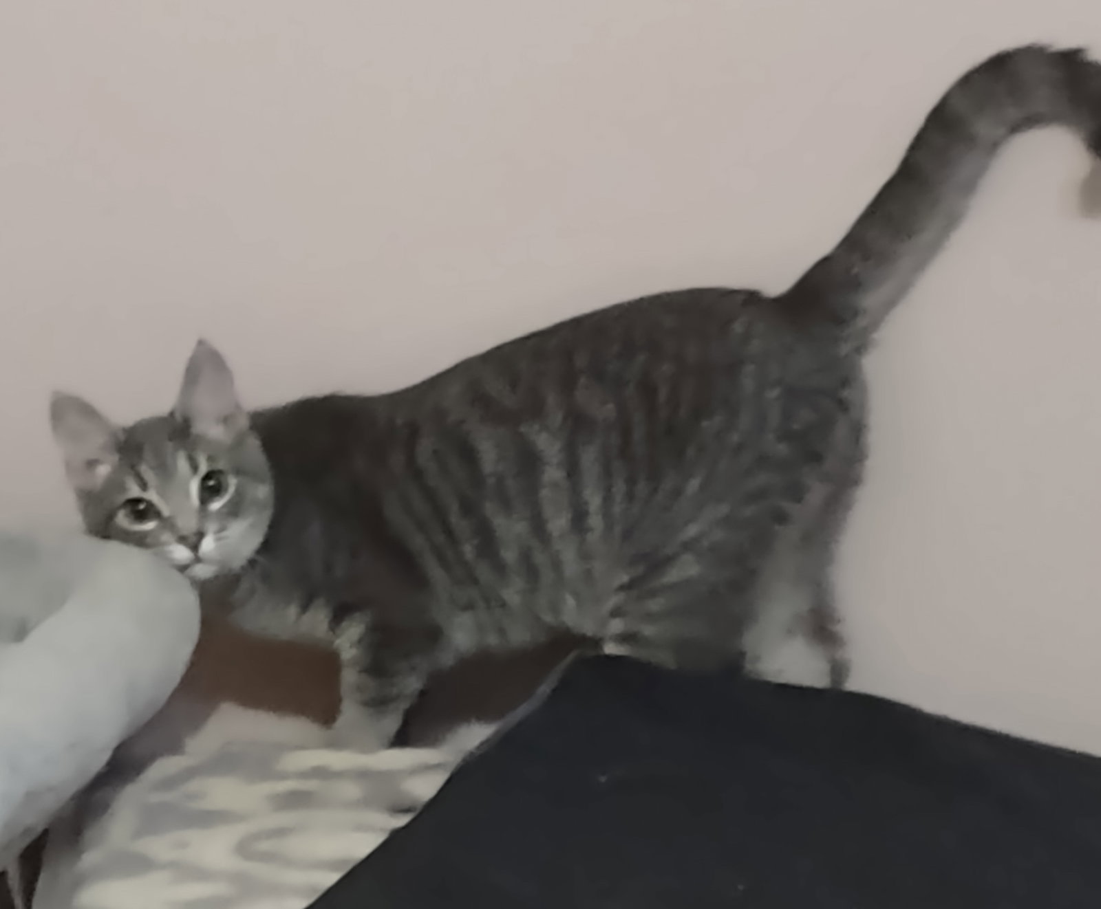 Sushi Image