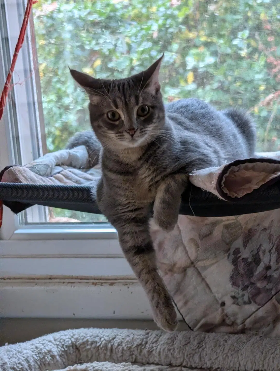 Sushi - Domestic Short Hair