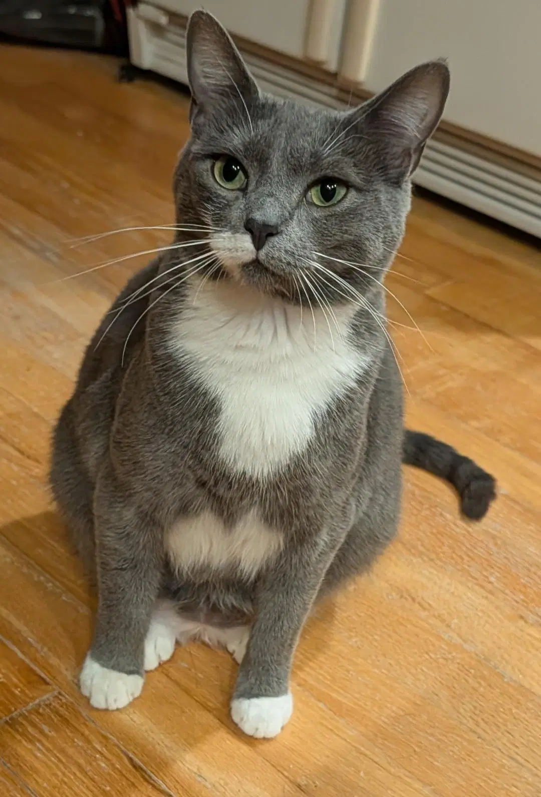 Sashimi - Domestic Short Hair