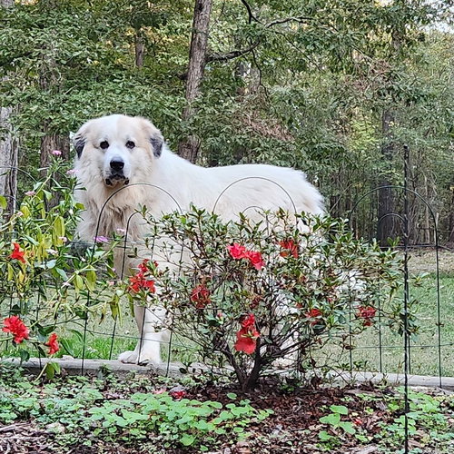 EVEREST - Great Pyrenees available for adoption