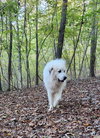 Everest - Photo 4