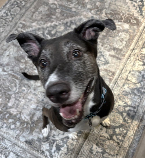 picture of the dog needing adoption