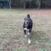 Rosie - Photo 3